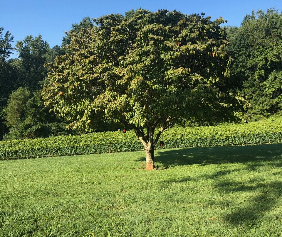 Orchard House Bed and Breakfast主图
