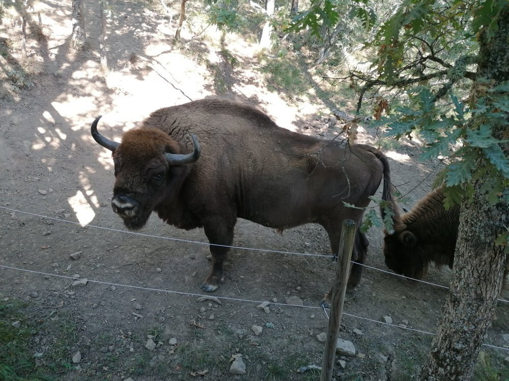 Bisonbonaus景点图片
