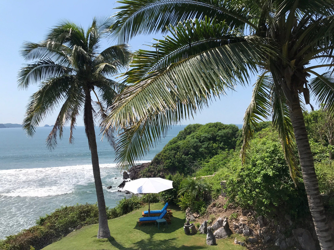 Coconuts by the Sea主图