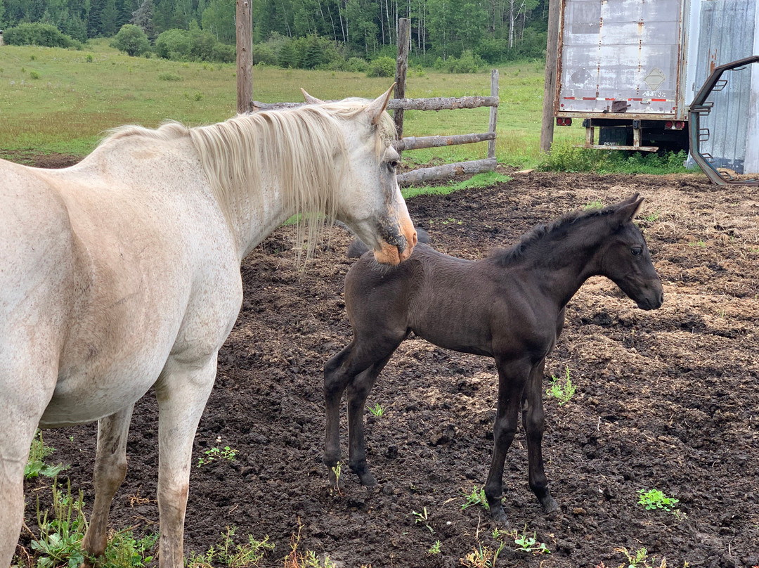 Whispered Dreams Ranch-Shabaqua必去景点
