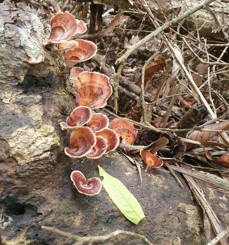 Lambir Hills National Park-美里必去景点