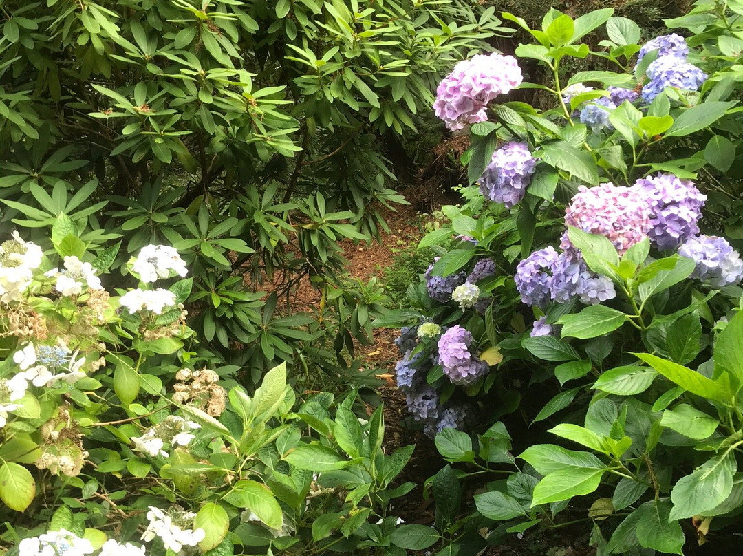 Penjerrick Garden-法尔茅斯必去景点