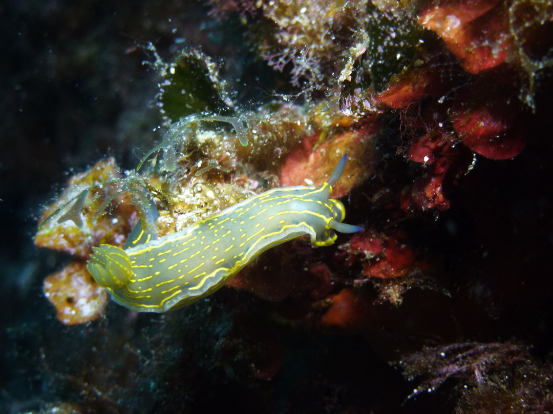 S'Algar Diving-Sant Lluis必去景点