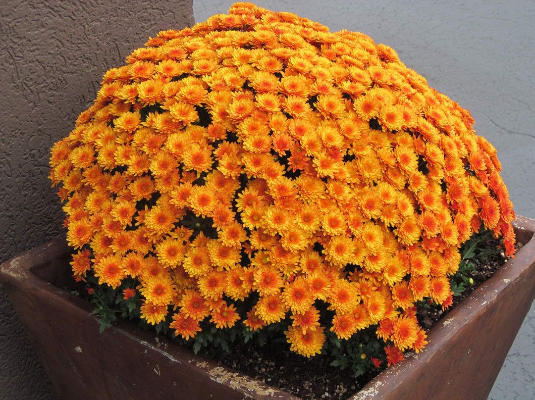 Best Western Plus University Inn主图