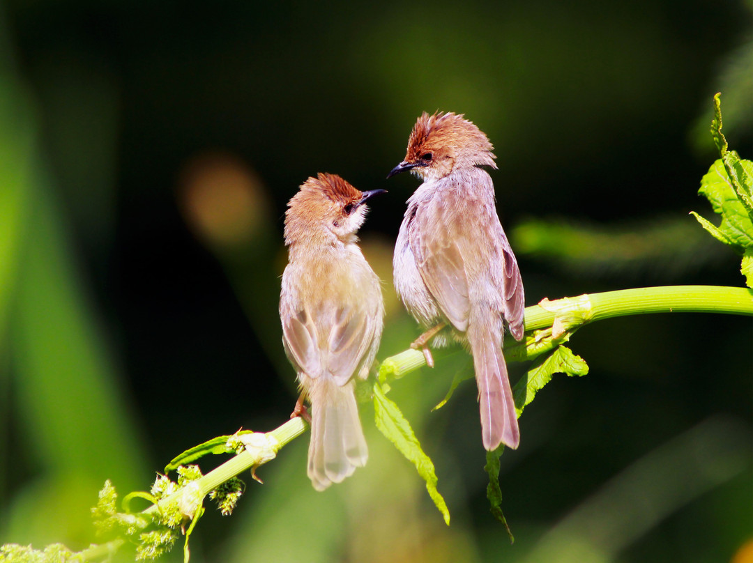 Siraam Tours and Travels-内罗毕必去景点
