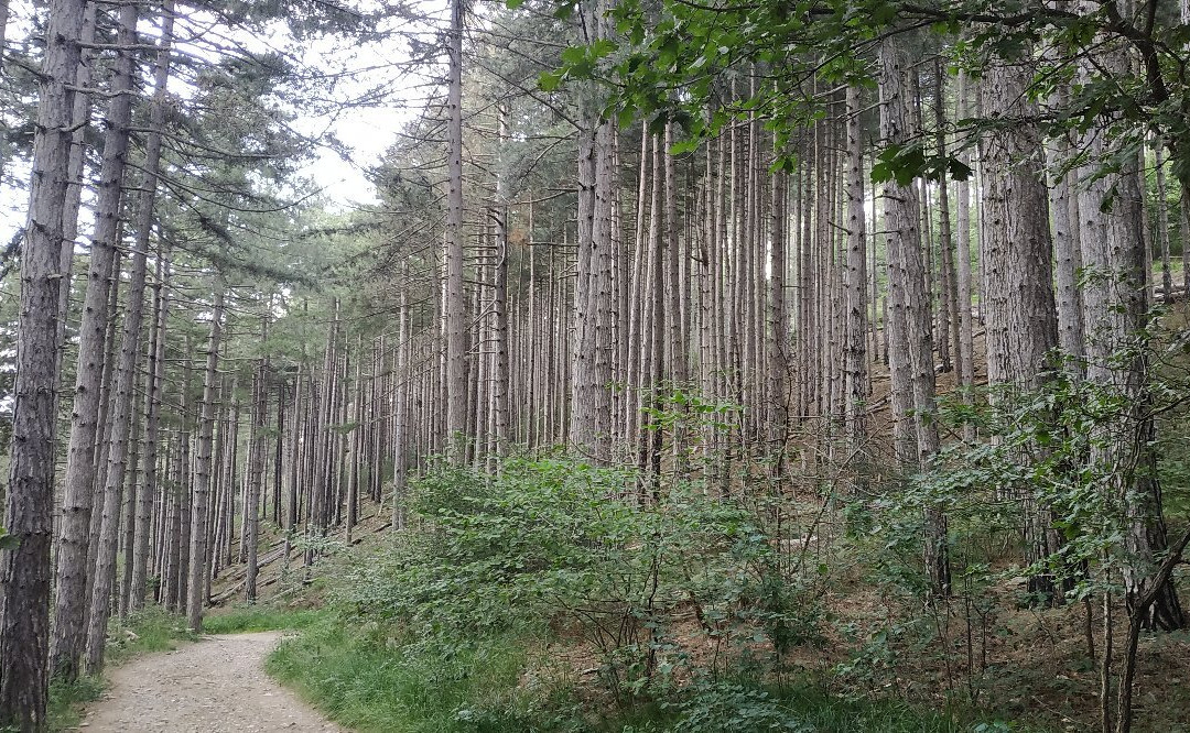 Parco Naturale del Monte San Giorgio景点图片