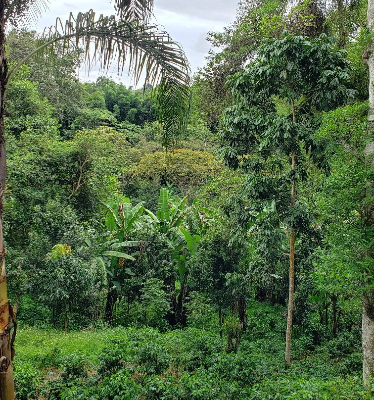 Rancho La Canada Organic Coffee Farm景点图片