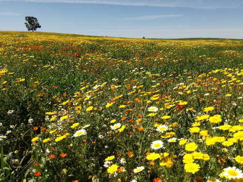 Fquih Ben Salah旅游攻略图片