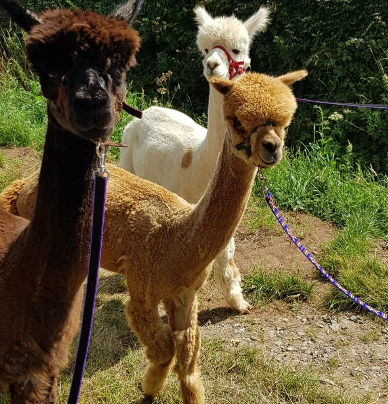 Clivewood Alpacas-什鲁斯伯里必去景点