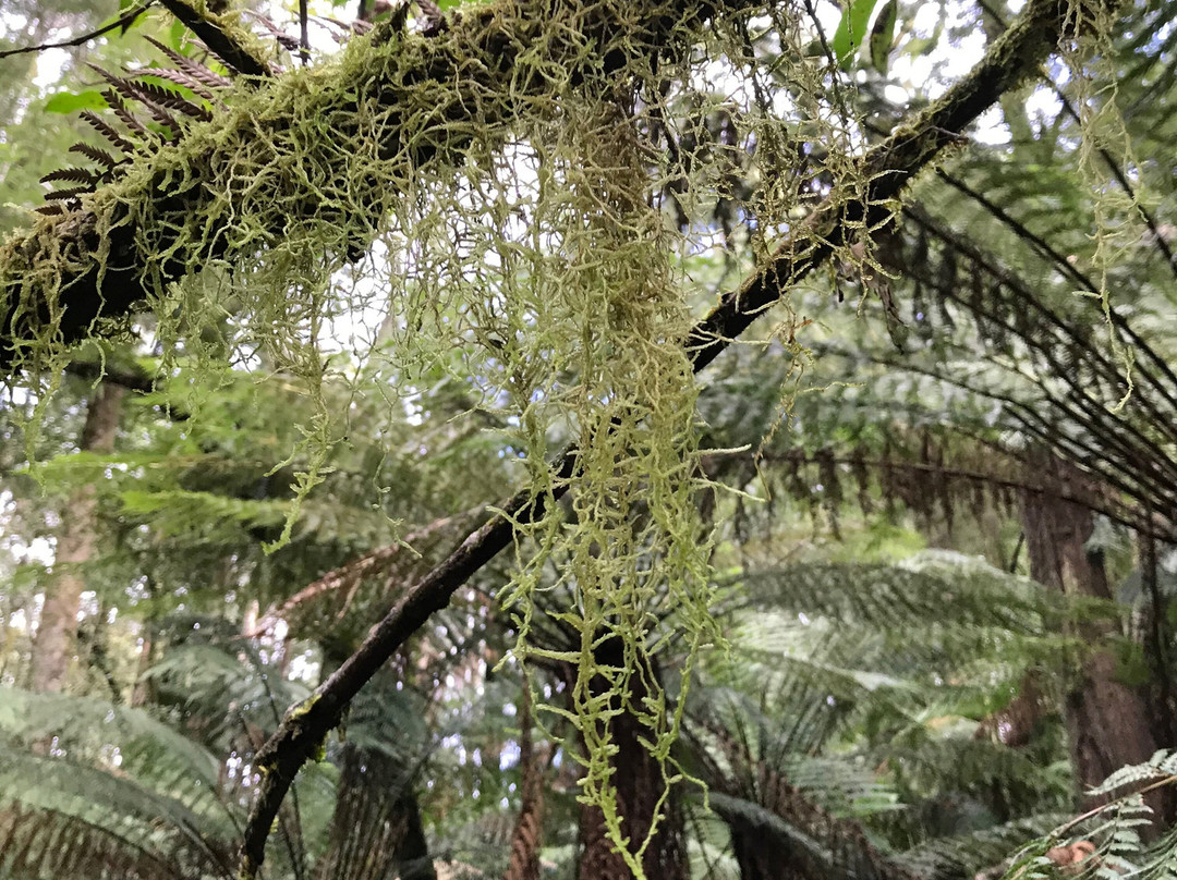 Melba Gully National Park景点图片