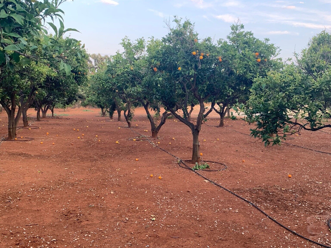 Masseria Lama Di Coccaro主图