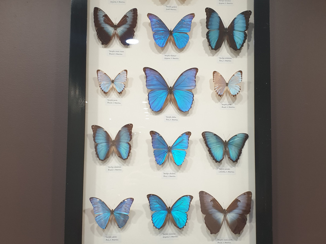 Butterfly Shop Kuranda景点图片
