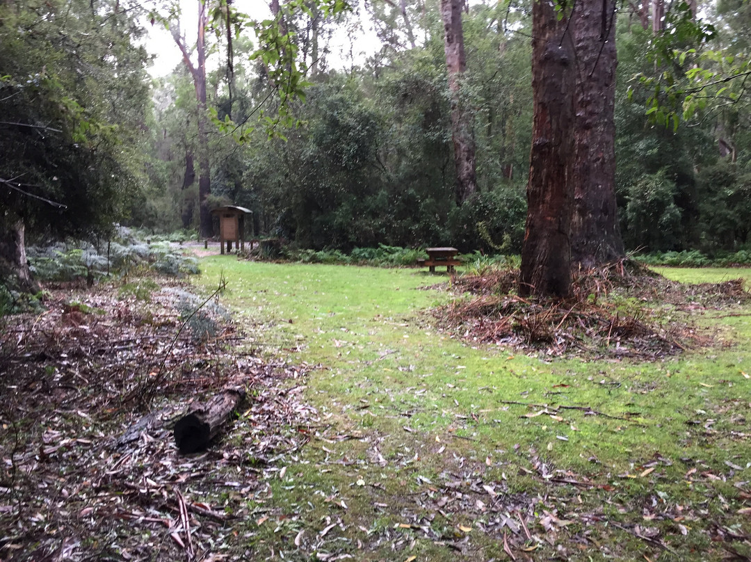 Cabbage Tree Creek Flora Reserve景点图片