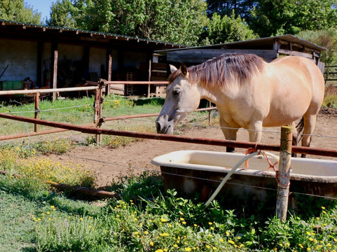 Veio Quarter Horses-罗马必去景点