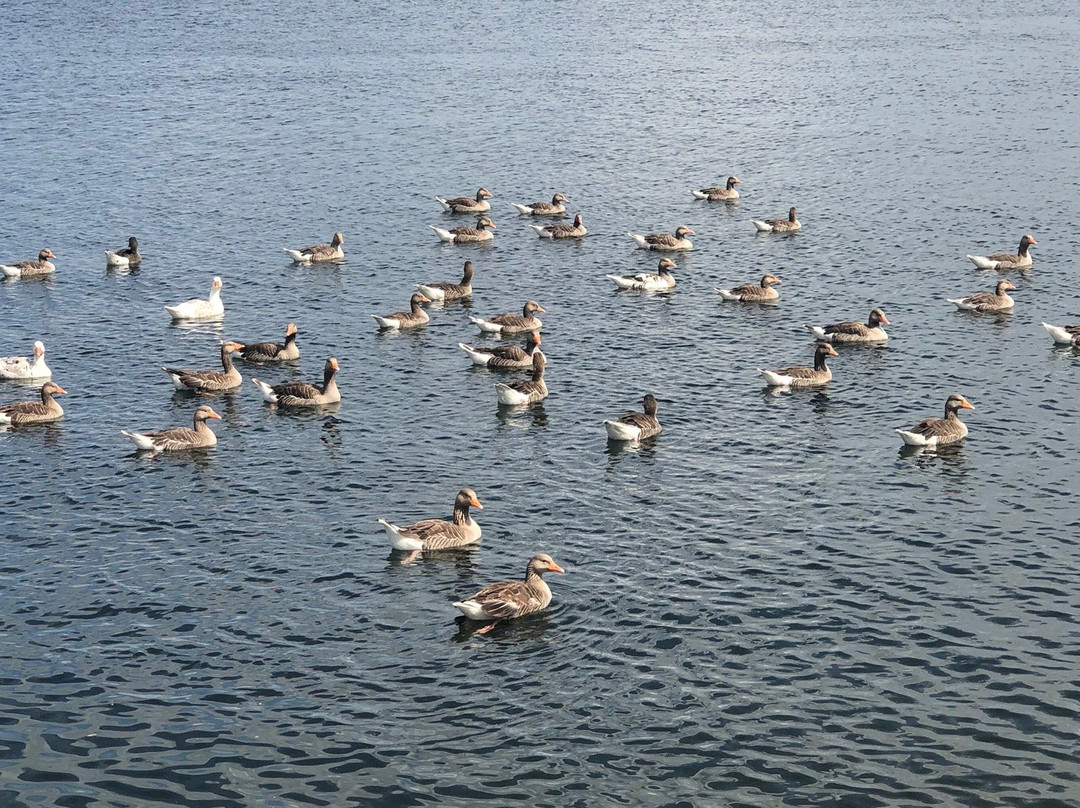 Farmoor Reservoir景点图片