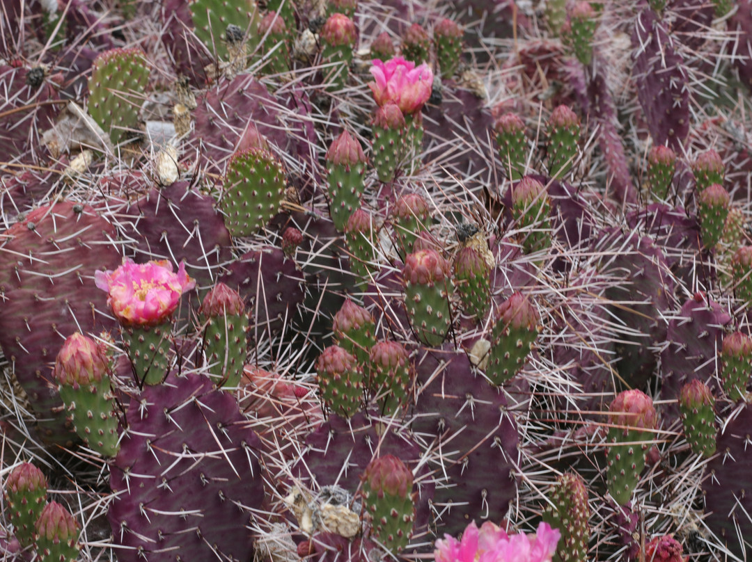 Orton Botanical Garden-特温福尔斯必去景点