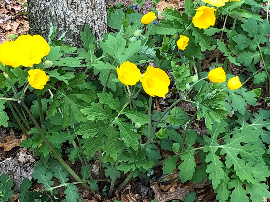 Acton Arboretum-Acton必去景点