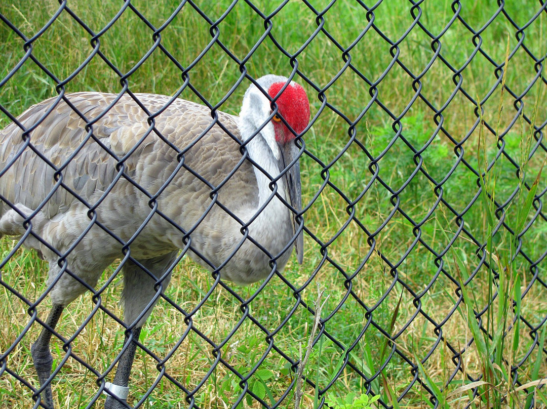 International Crane Foundation景点图片