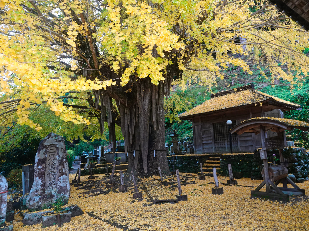 Kosazuke Ginkgo Tree in Kosenji Tmple景点图片