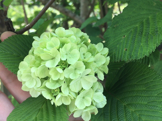Mt. Kannokura-东秩父村必去景点