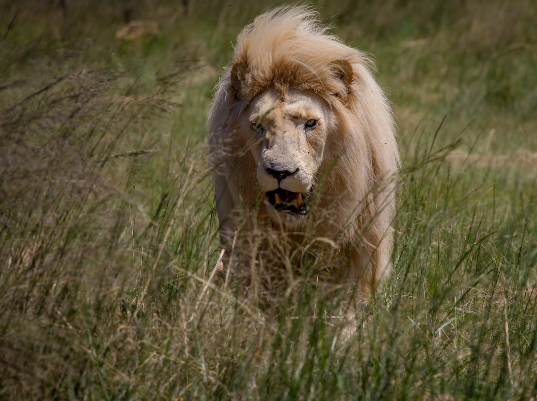 LIONSROCK Big Cat Sanctuary-伯利恒必去景点