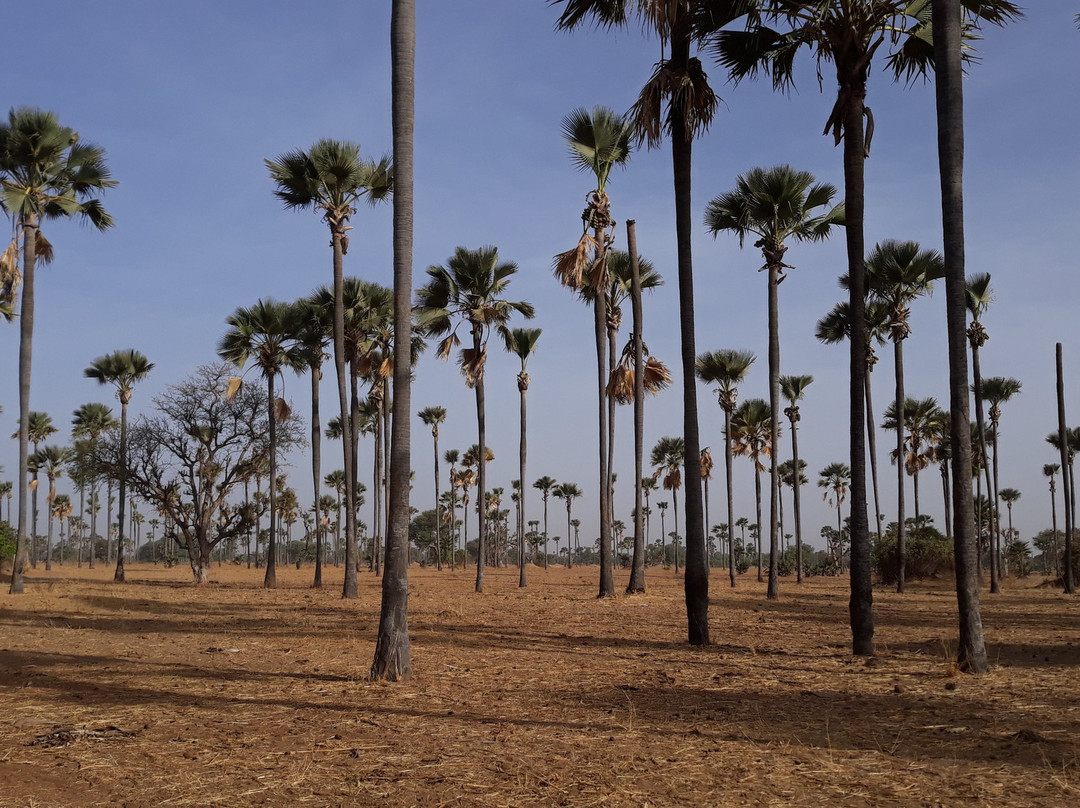 Senegal Authentique景点图片