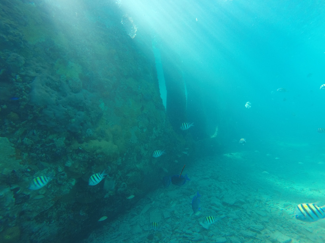 Bimini Undersea景点图片