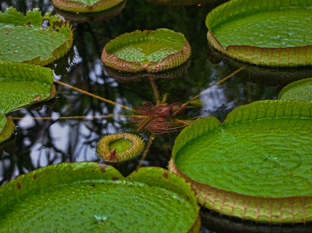 Niigata Prefectural Botanical Gardens景点图片