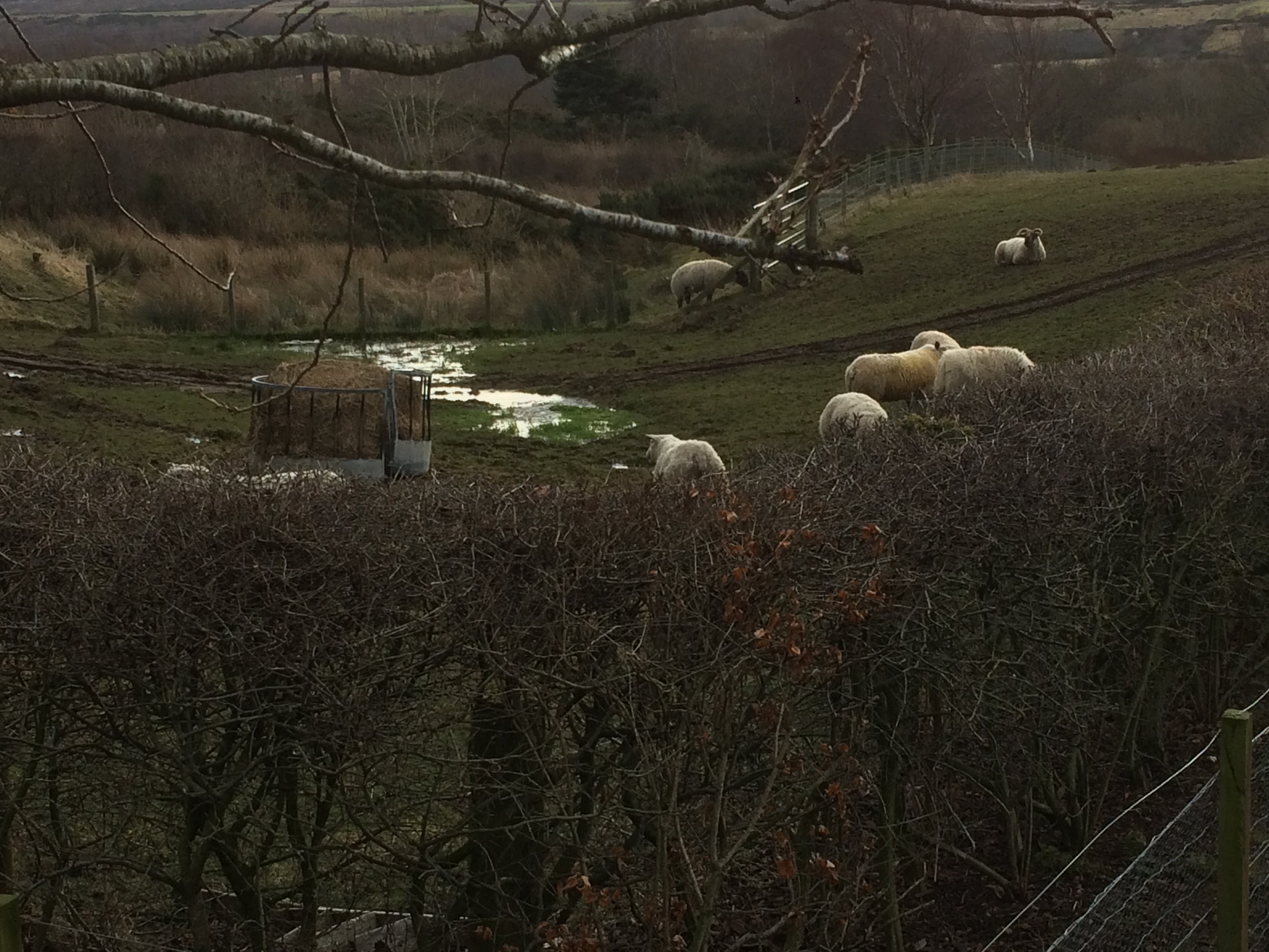 Leanach Farm-官方