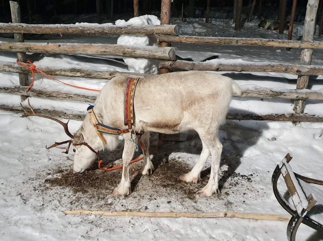 Saariselka Reindeer Farm-撒利塞卡必去景点
