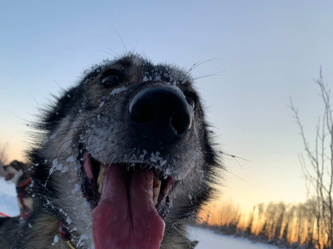 The Alaska Dogstead Mushing Company景点图片