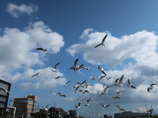 Hyotan Island Cruise-德岛市必去景点