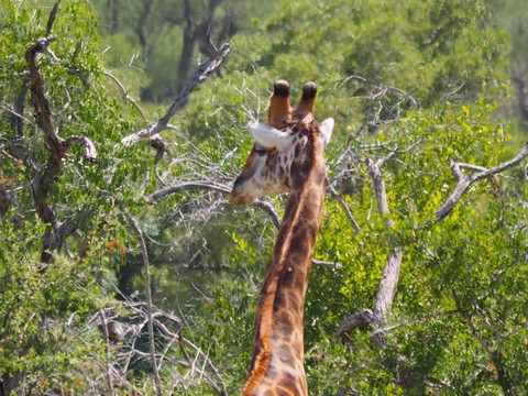 Mfafa Safaris-白河必去景点