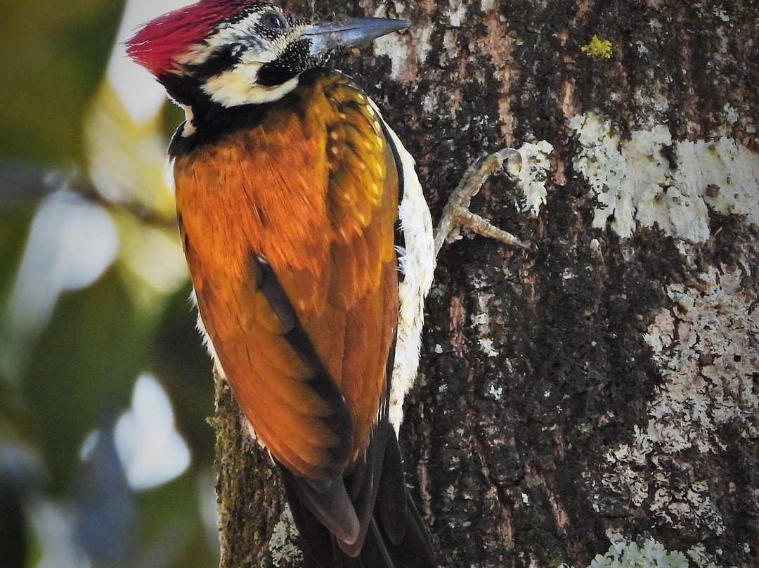 迪恩戴尔小屋主图