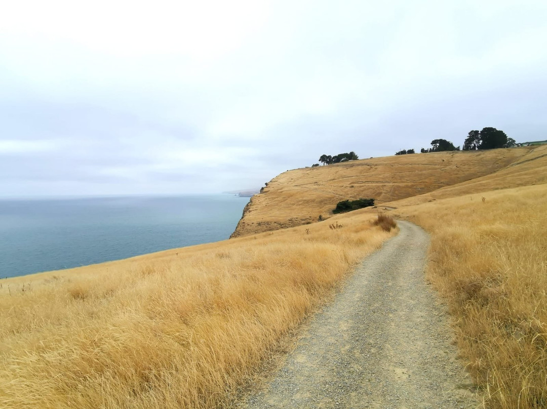 Taylors Mistake - Awaroa / Godley Head Walk景点图片