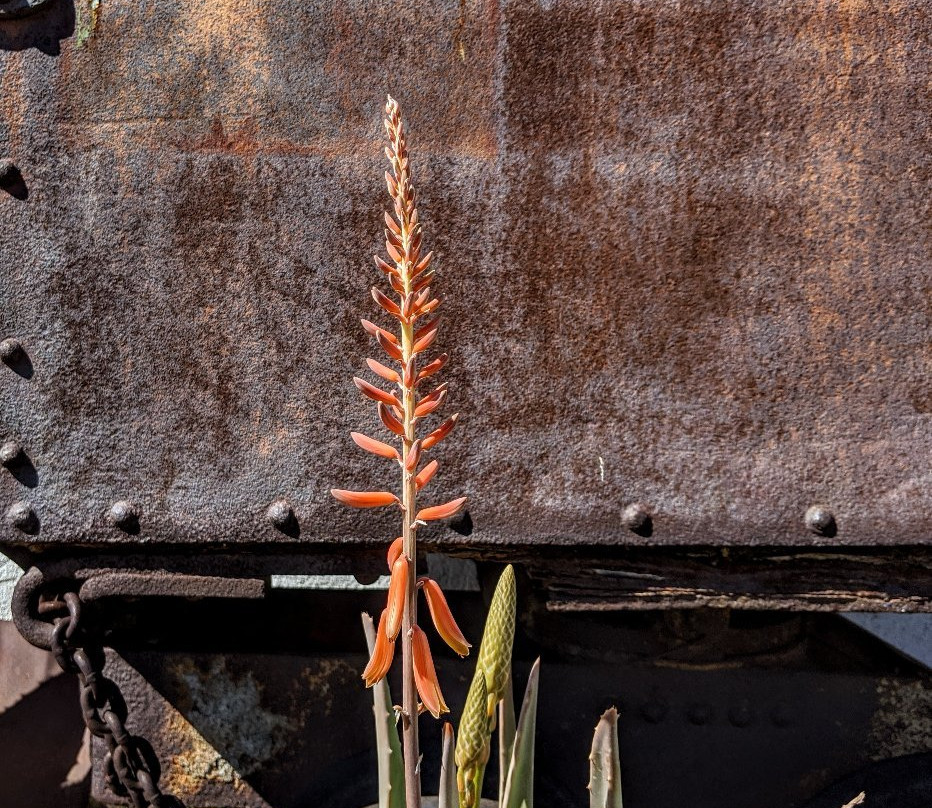 Ajo Historical Museum-Ajo必去景点