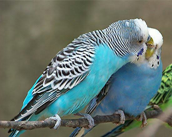 CuCkoo Birds Park景点图片