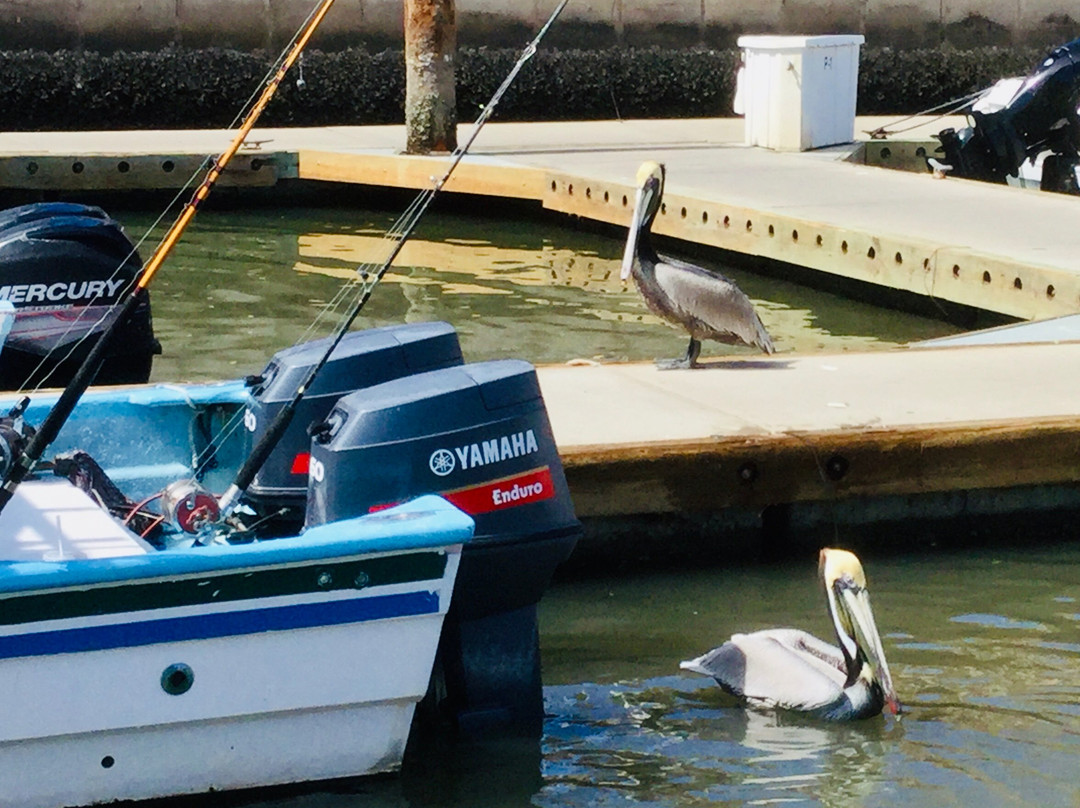 Marina Nuevo Vallarta-新瓦雅塔必去景点