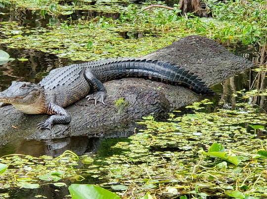 Boat Tree Marina-桑福德必去景点