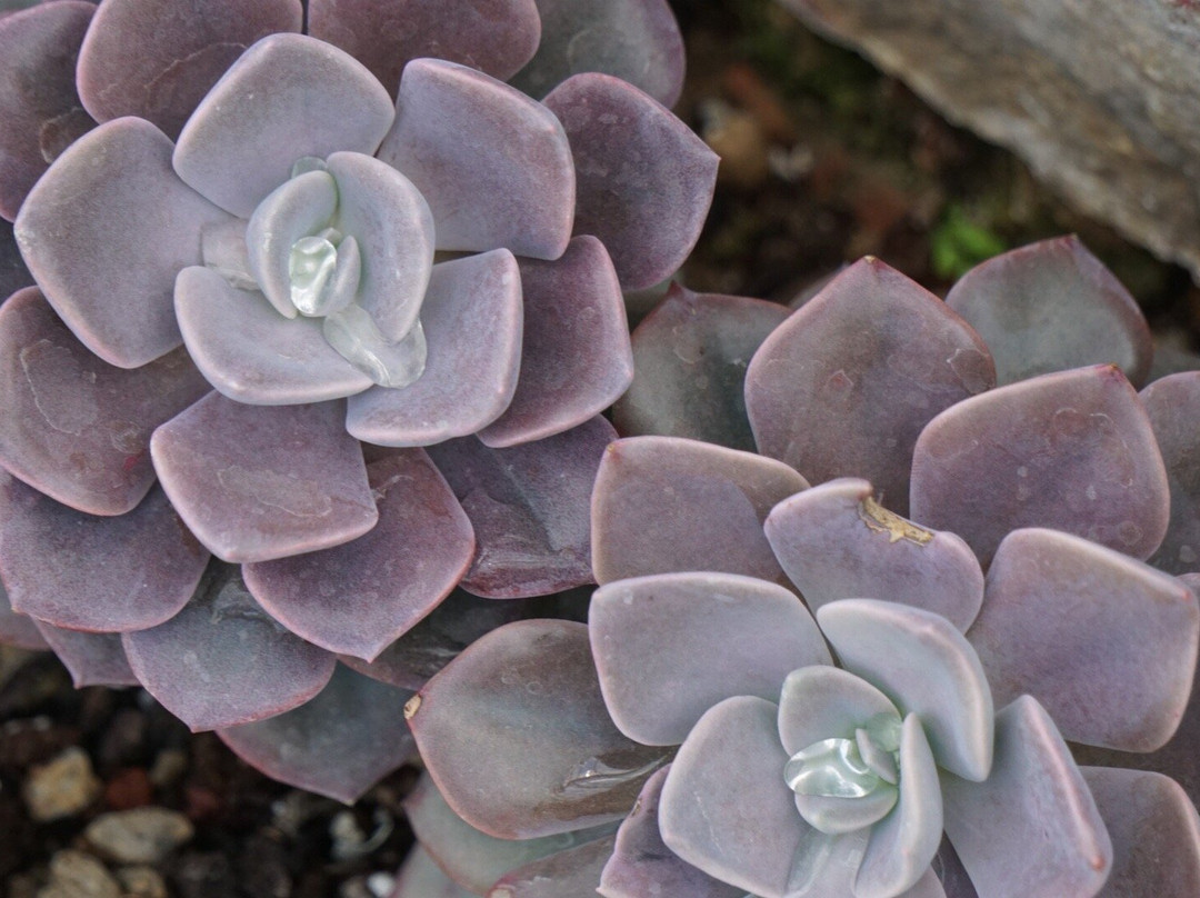 Oak Park Conservatory-奥克帕克必去景点