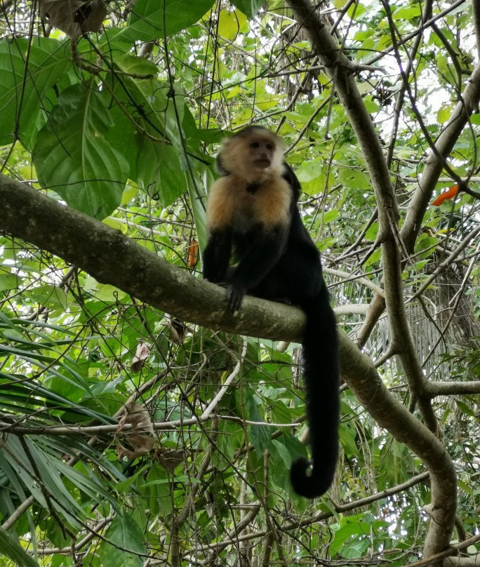 Cahuita National Park景点图片