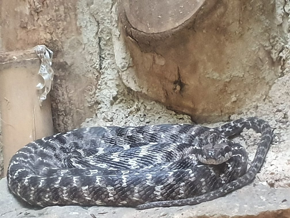 Dehiwala Zoological Garden景点图片