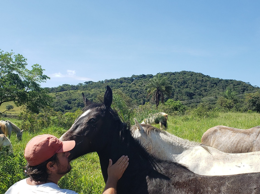 Haras Mafra & Mills-德尔雷伊必去景点