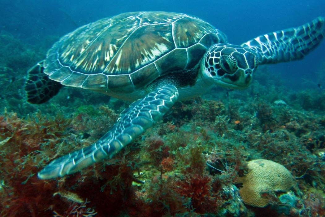 Dive’O-普吉岛必去景点