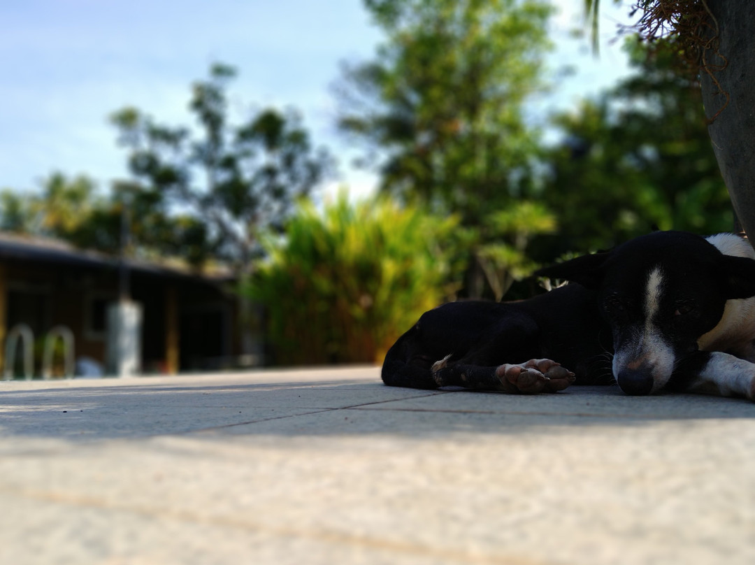 Velmarie Yoga and Ayurveda Retreat主图