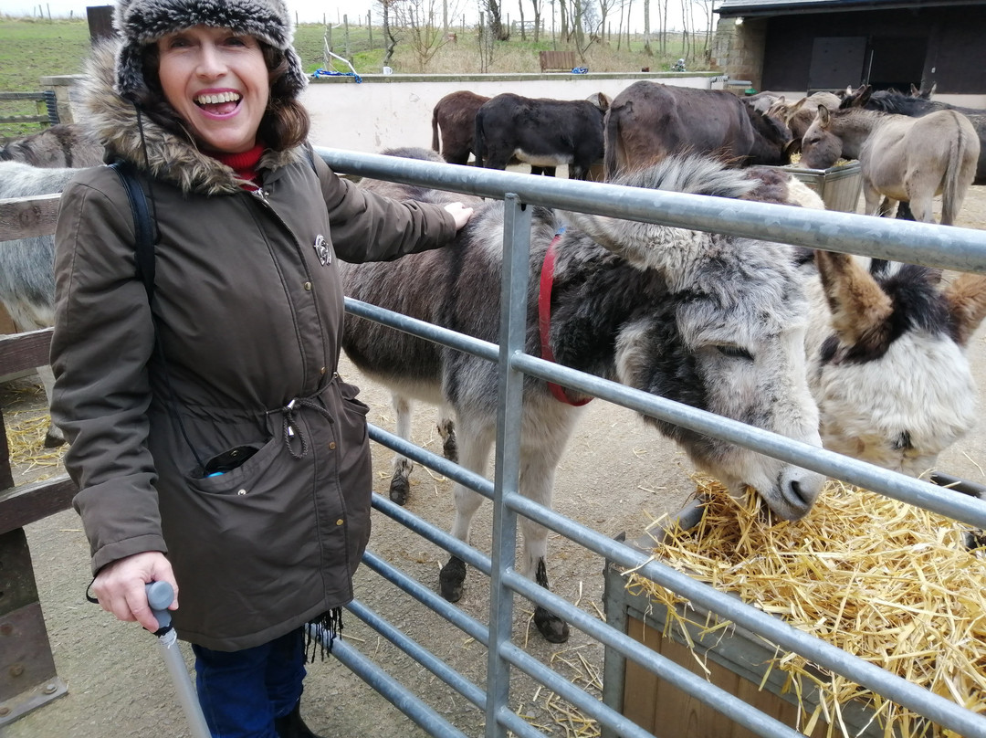 The Donkey Sanctuary, Leeds景点图片