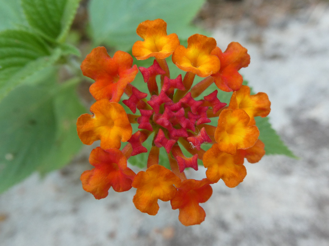 Brownsberg Nature Park-帕拉马里博必去景点