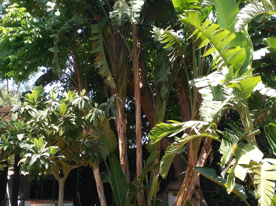 Il Giardino dei Merli主图