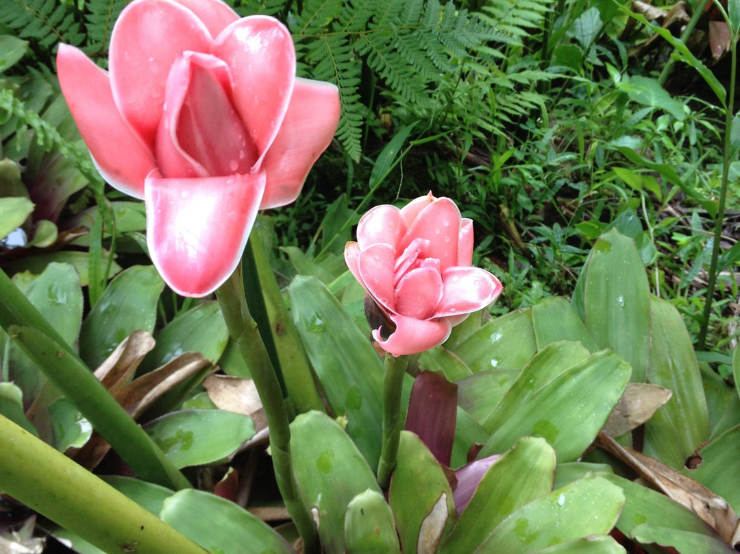 Papillote Wilderness Retreat主图