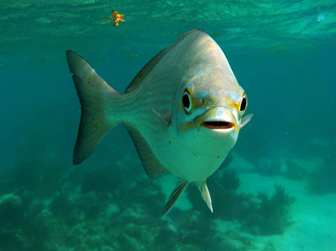 Centro Ecologico Akumal-艾库玛尔必去景点